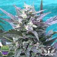 GrandDaddy Purple Seeds Bay Lotus